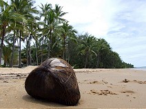 Coconut on the beach II